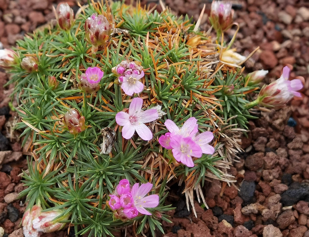 Armeria juniperifolia 'New Zealand Form'